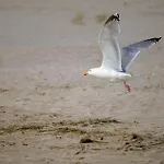 Watten Perle דירה Wurster Nordseekuste